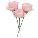 FL_PinkRoses