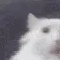 catwatchusay