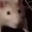 ratjam ratjam