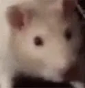 strawrat strawrat