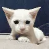 catscared