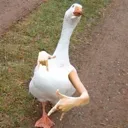 GangGangGoose
