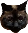 stare