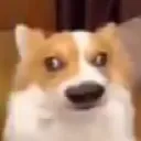 doggo doggo