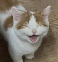 teehee