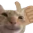 cat_thumbsup cat_thumbsup