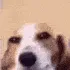 doggoknows