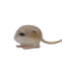 dirtyrat