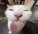 blehhh