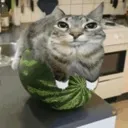 watermelon_cat watermelon_cat