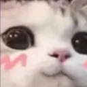 cutecat