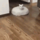 CZ_cat_roomba