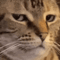 catbruh