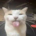 sillycat sillycat