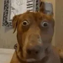 whatDog