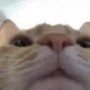 catdisapprove