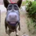 burro
