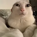 reginaldcomfy reginaldcomfy
