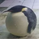 suspicouslybasketballsizedpengui