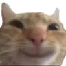 catHeyHello Discord Emoji