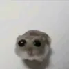 sillyhamster sillyhamster