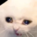 catcry