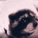 pedro