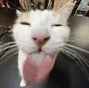 kot
