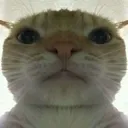 cat2