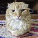 stare