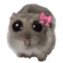hamster_pleading