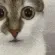 suh