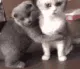 cat_hug cat_hug