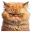 angy