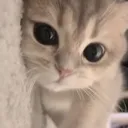 Kitty kitty Discord Emoji