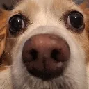 wuhoh