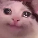 cutecat
