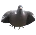 Pigeom Pigeom