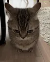 stare