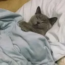 Cat_Sleep