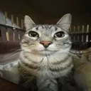 cat_ok_vro