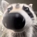 raco raco