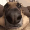 th_dog_nose