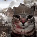 catstare