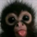 monkee