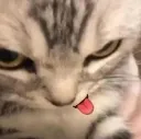 cat_tongue