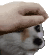 petpfp1