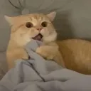 gabberflasted