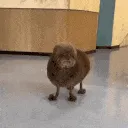 mulchdog3