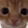 S1catstaringstare